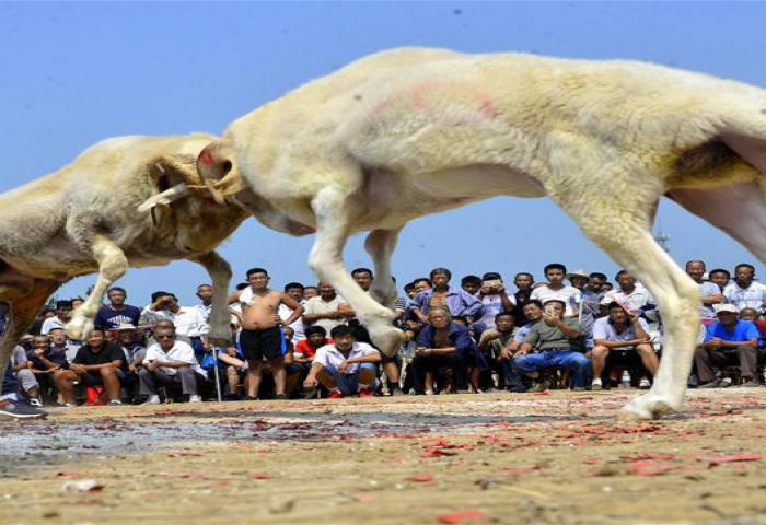 Serunya Tarung Kambing Jantan di China